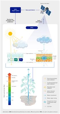 Digital twin approach for the soil-plant-atmosphere continuum: think big, model small